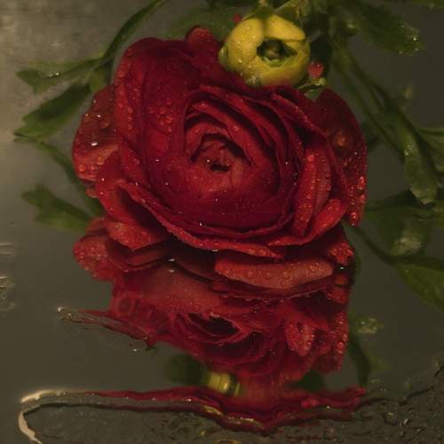 Photo #13454125