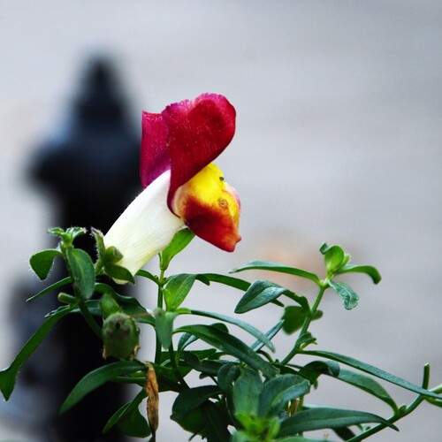 Photo #13454184