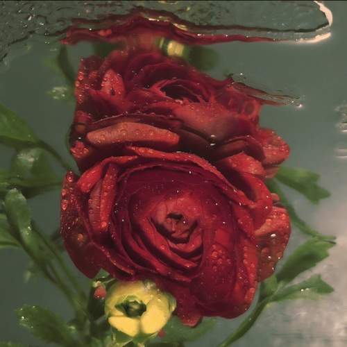 Photo #13454187