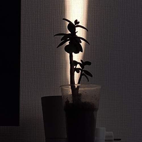 Photo #13454646