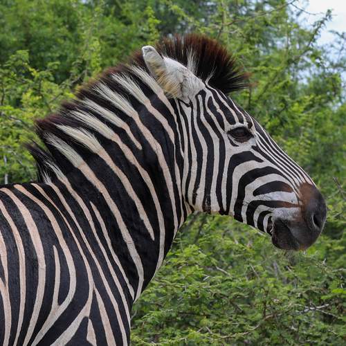 Photo #13454653