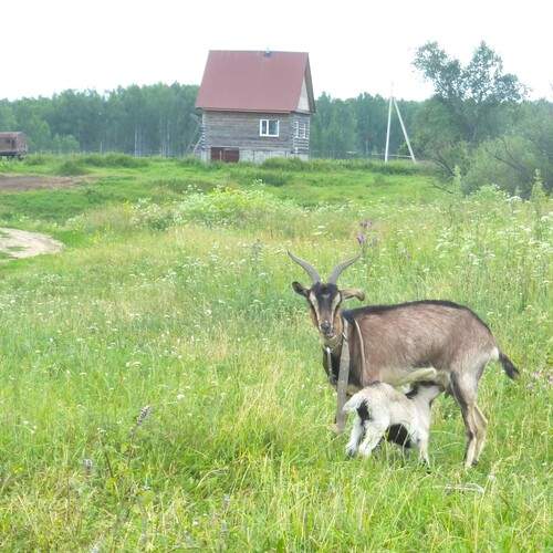 Photo #13454886