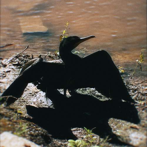 Photo #13455004
