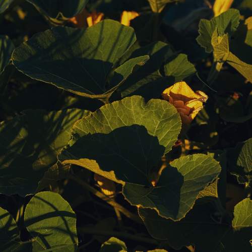 Photo #13455005