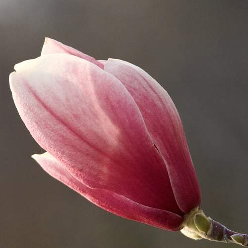 Photo #13455214