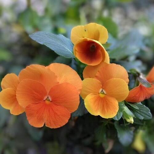 Pansy