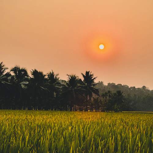Fields of Quiet Light