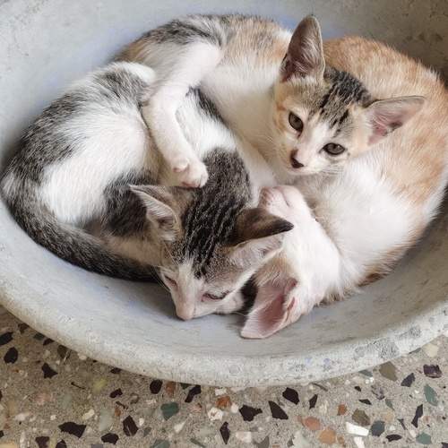 Photo #13456314