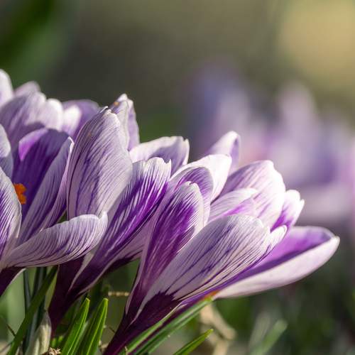 Spring Crocus Cluster