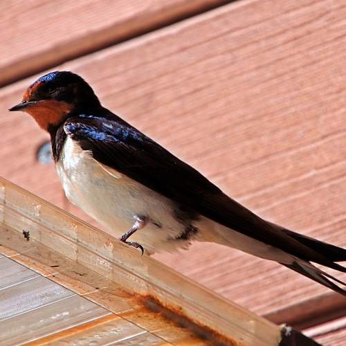 Photo #13456518