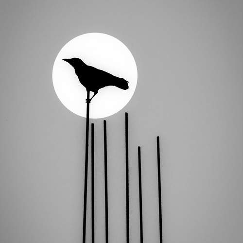 The crow