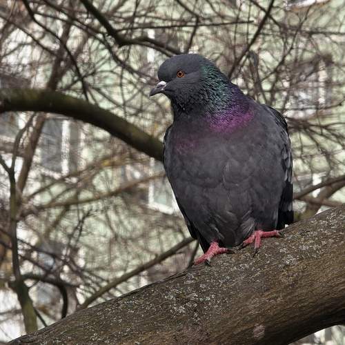 Photo #13456964