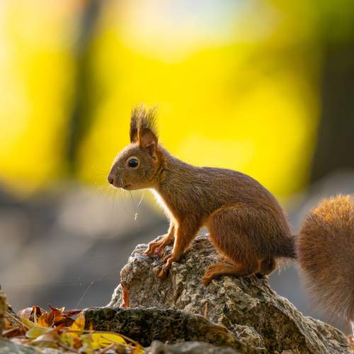 Autumn Morning