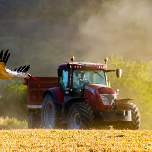 Stork during wheat harvest