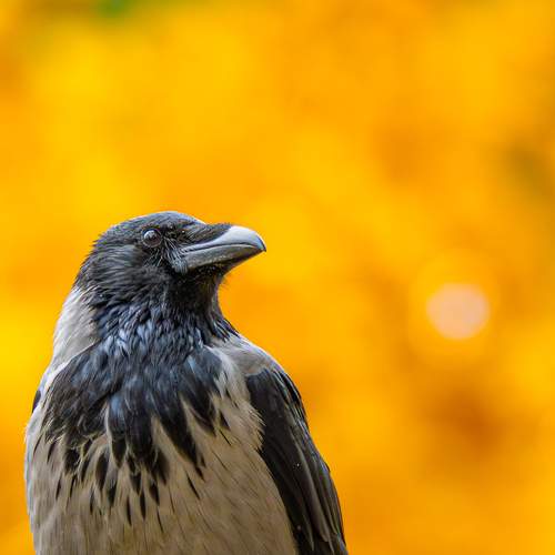 Autumn Crow