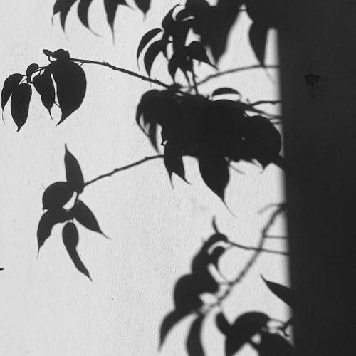 Photo #13457522