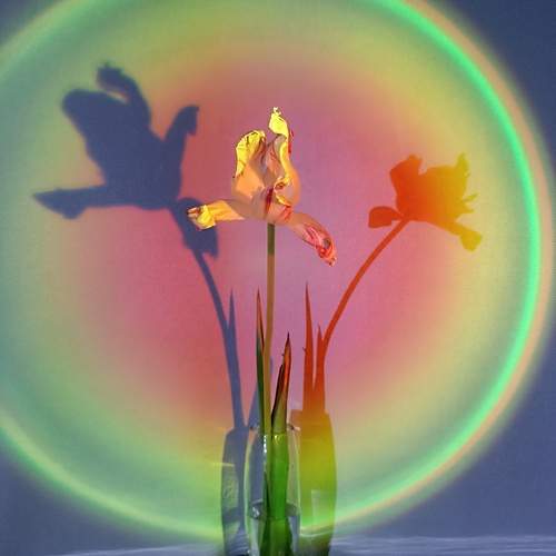 Photo #13458808