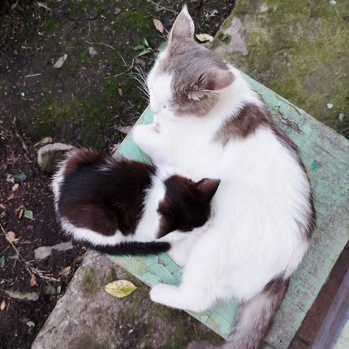 Photo #13458952