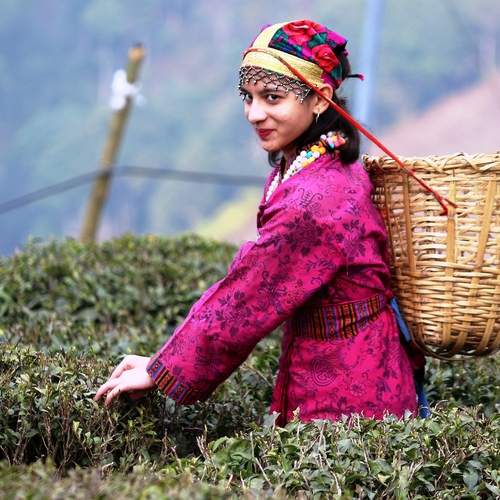 ID: Darjeeling Traditional Tea Pluckers
