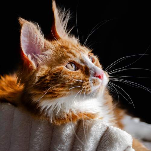 Photo #13459410