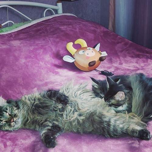 Photo #13460305