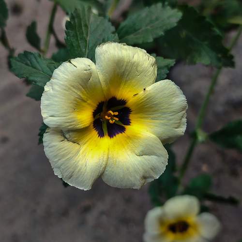 Golden Heart in Bloom