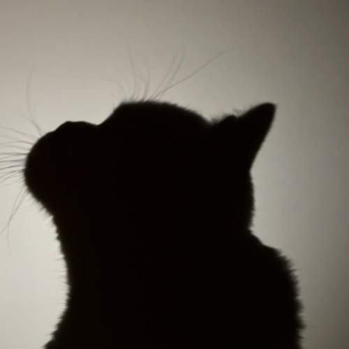 Тень Сенсея