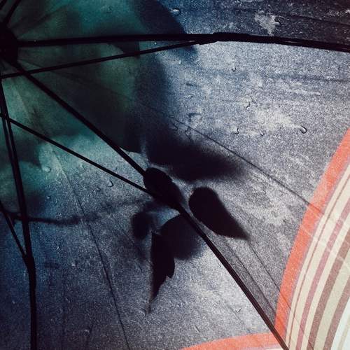 Photo #13461571