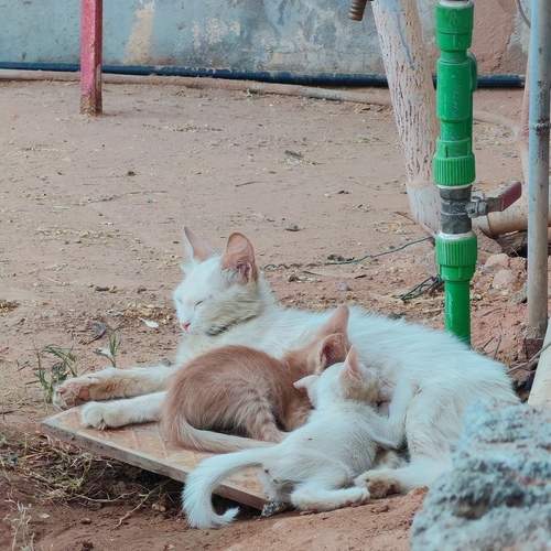 Photo #13461714