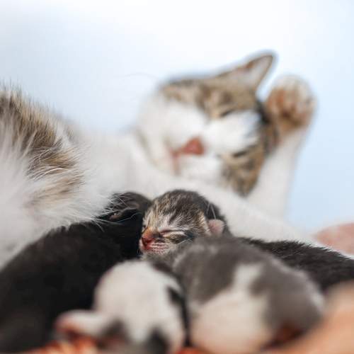 Photo #13461972