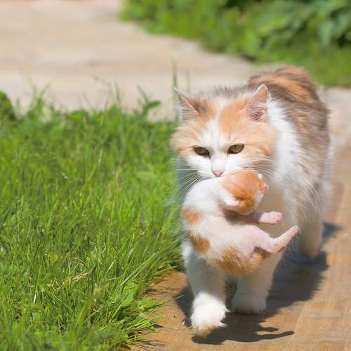 Photo #13462154