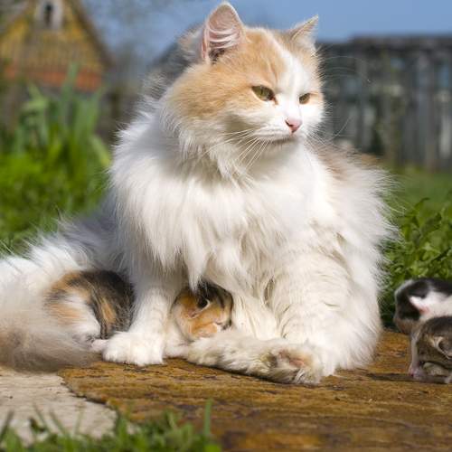 Photo #13462155