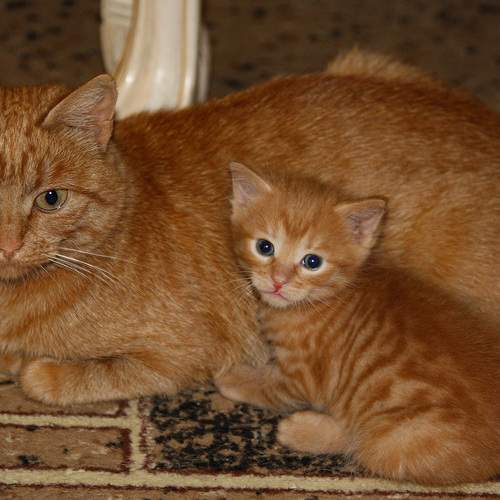 Photo #13462340