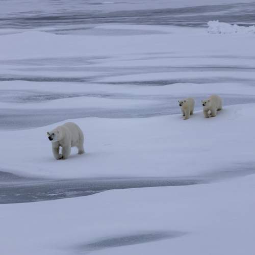 Photo #13463112