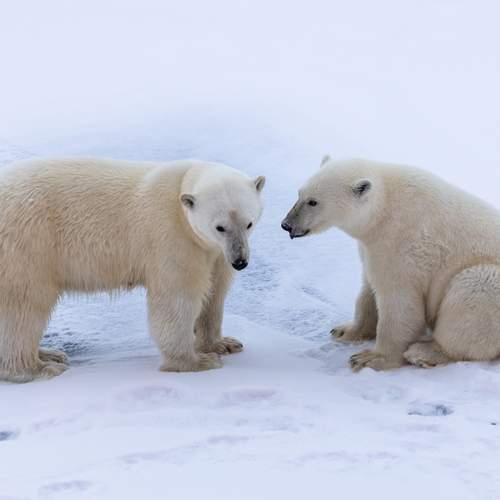 Photo #13463115