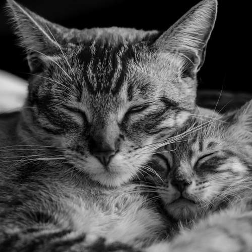 Close to Heart