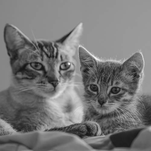Guarded by Love