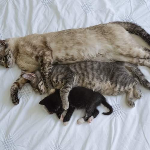 Circle of Care