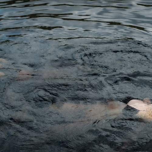 Photo #13464515