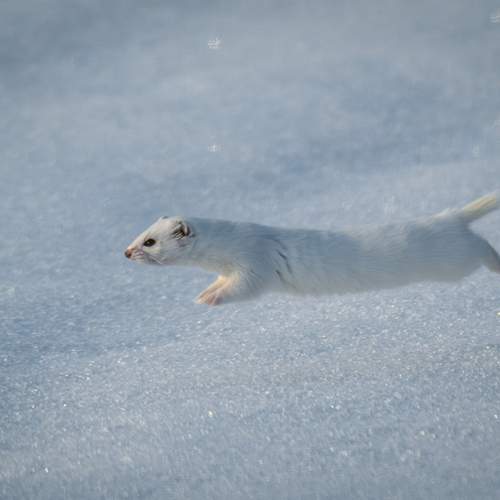 Photo #13465066