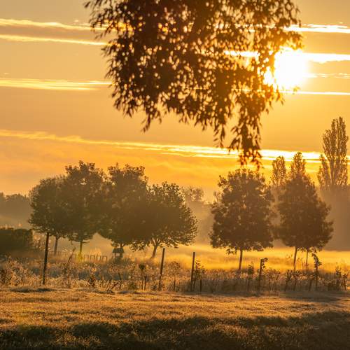 Gentle Embers of Dawn