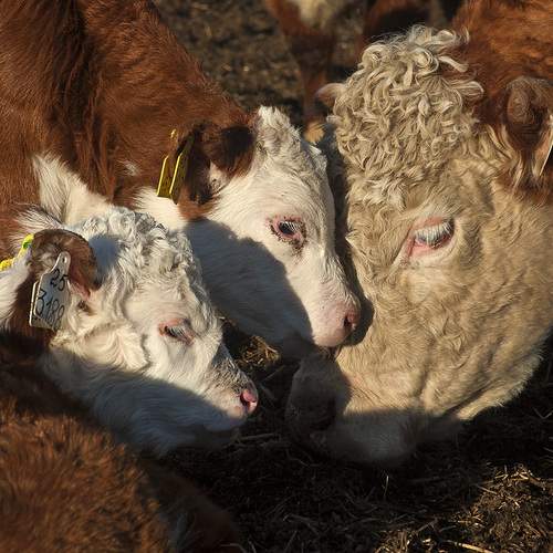 Photo #13465913
