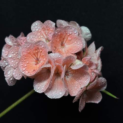 Photo #13466941