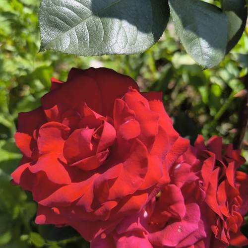 Photo #13467060