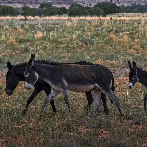 Photo #13468405