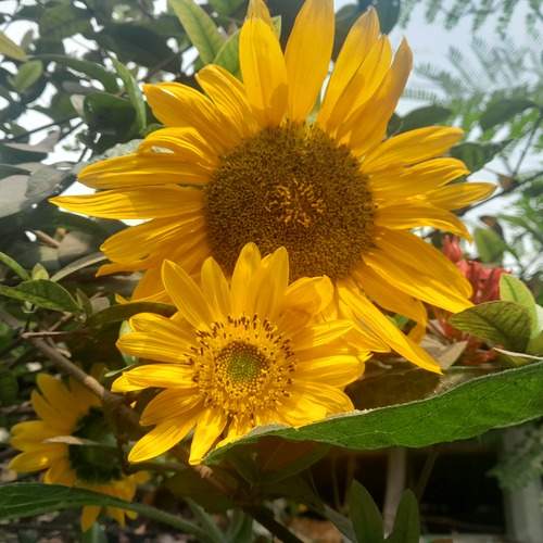 Sunflower