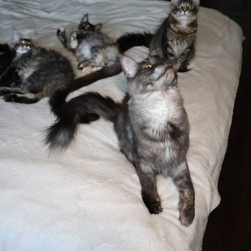 Photo #13470836