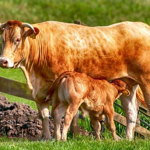 Фотография #13471044