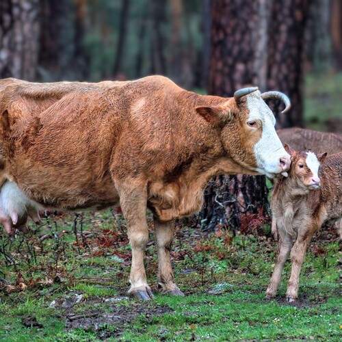 Фотография #13471051