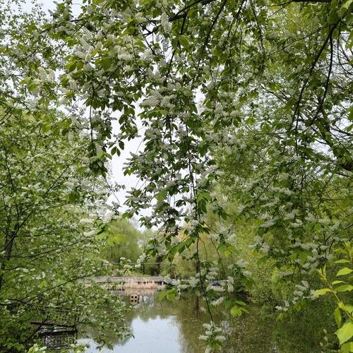 Photo #13471939